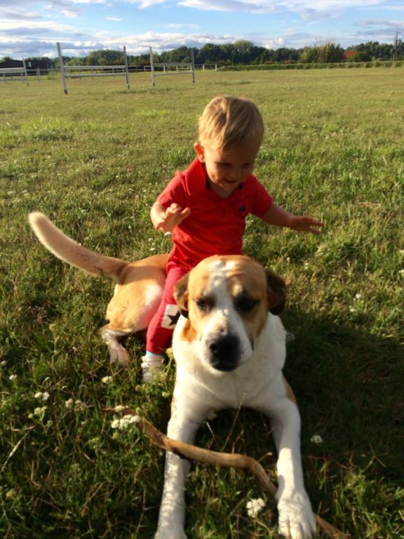 Nagybajcsi Lovaspark Es Otthon Vendeghaz Luaran gambar